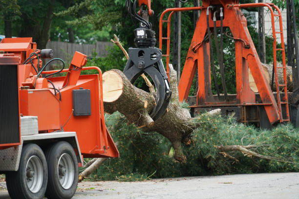 Best Tree Pruning Services  in USA